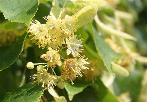 Lime tree flowers © Bob Embleton :: Geograph Britain and Ireland