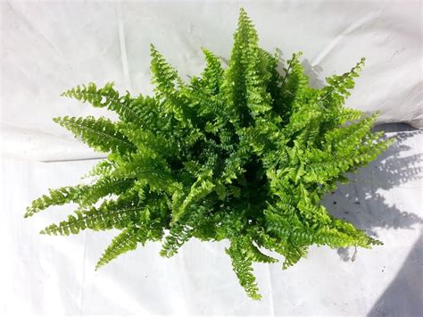 Fluffy Ruffle Fern Plant in 6 inch pot