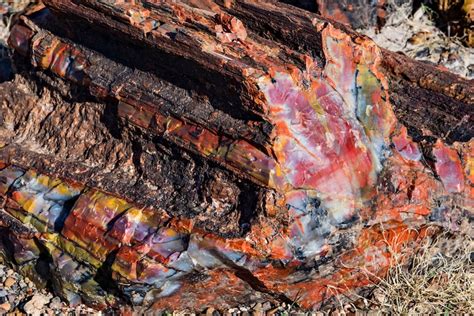 Colorful 225-Million-Year-Old Fossils Are Just One Highlight of This ...