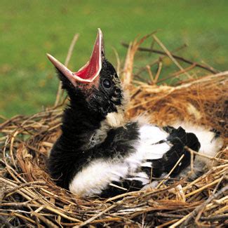 Australian Magpie Facts, Habitat, Diet, Life Cycle, Baby, Pictures