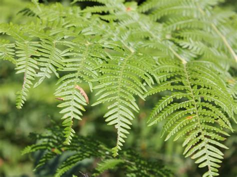 Bracken Fern In Gardens - Information On Bracken Fern Growing Conditions