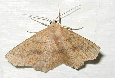 How to Get Rid of Pantry Moths in Your Kitchen Cupboards - Dengarden