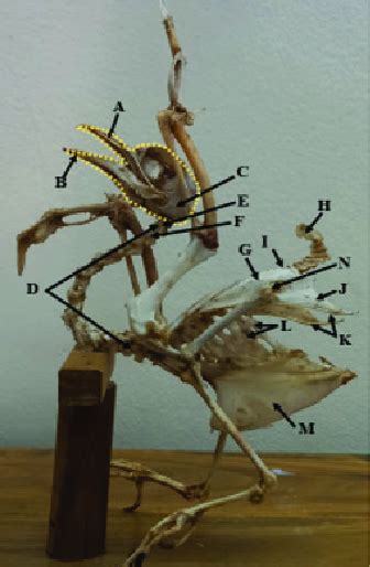 Diagram of a pigeon skeleton. Yellow border indicates the skull. (A)... | Download Scientific ...