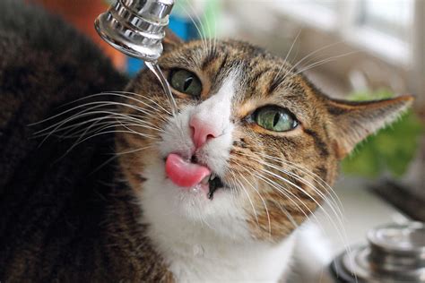 Animals Drinking Water, Creatively