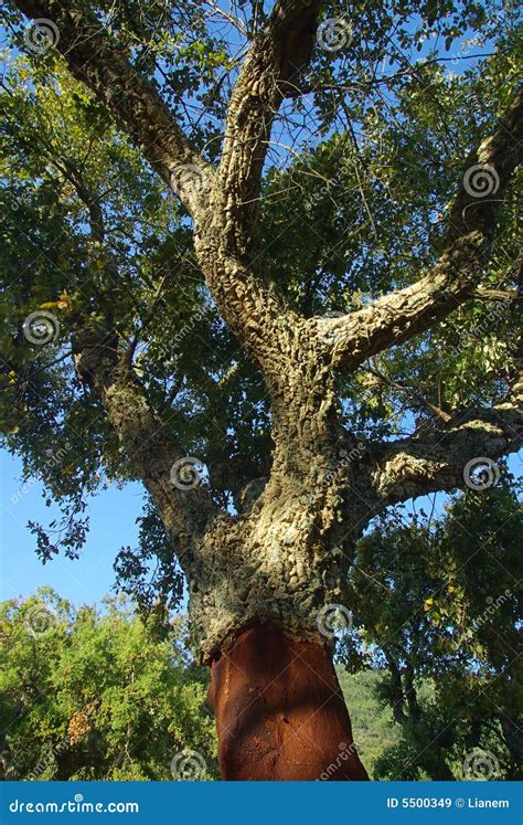 Cork Oak 09 Royalty Free Stock Images - Image: 5500349