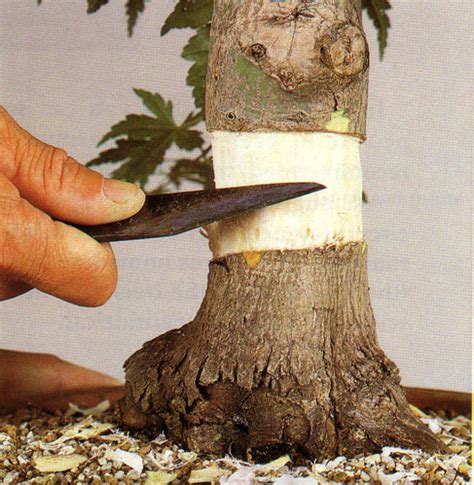 Truly a Simple Air-Layering Technique | Bonsai Bark