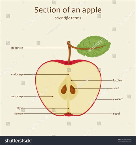 Section Apple Apple Parts Names Study Stock Vector (Royalty Free) 486293650