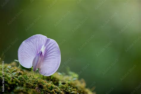 Centrosema pubescens flower on nature background. Stock Photo | Adobe Stock