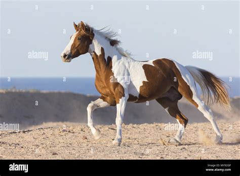 American Paint Horse. Tobiano stallion galloping in the desert. Egypt ...