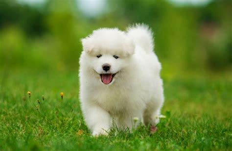 Do You Like The Fluffy Samoyed Puppies?