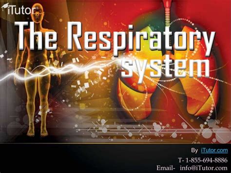 The respiratory system | PPT