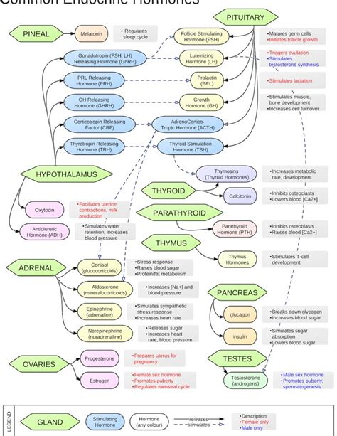 Common Endocrine Hormones Chart 1 | Endocrine hormones, Endocrine ...