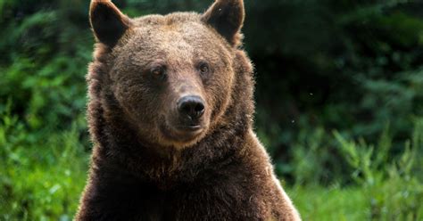 Eurasian Brown Bear | Welsh Mountain Zoo