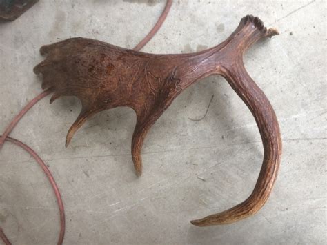 Alaska's List : Moose Antlers For Sale