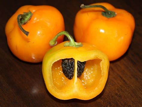 Manzano Pepper,Orange (Capsicum pubescens) Also Known As,Rocoto/Apple Chilli,Chile Peron, Chile ...