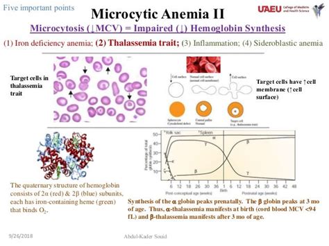 3 microcytic anemia ii-thalassemia trait.ppt