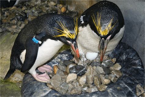 15 Macaroni Penguin Facts - Predators, Diet, Range & More | Facts.net