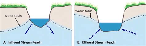 Gaining (effluent) and losing (influent streams) [from "Stream Corridor ...