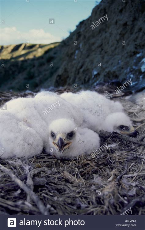 Golden Eagle Nest High Resolution Stock Photography and Images - Alamy