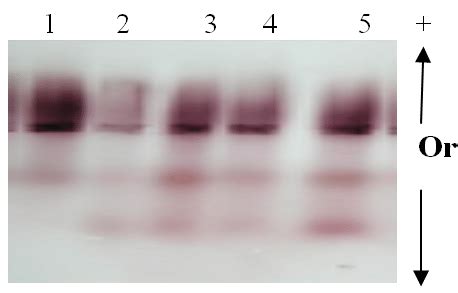 Isozyme Zymogram of peroxidase isozyme pattern for the four ...