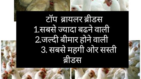 Types of Broiler Breeds - YouTube