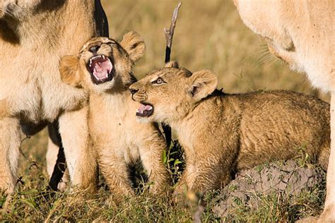 Lion Cub Roar Stock Photos, Pictures & Royalty-Free Images - iStock