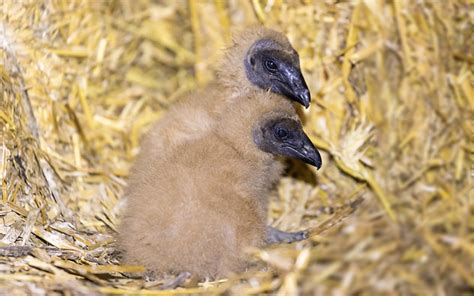 Black Vulture Nesting Habits - Avian Report