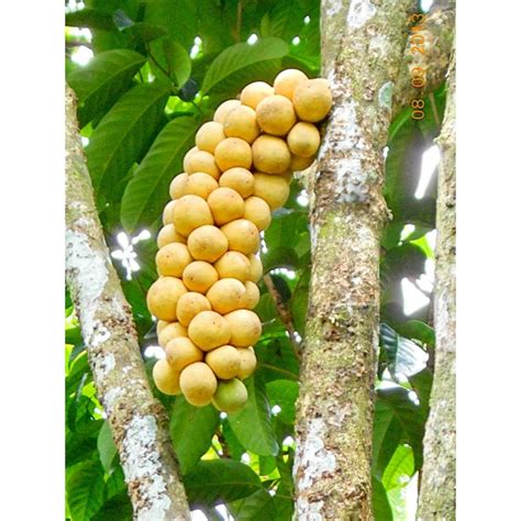 Langsat - Lanzones Seeds (Lansium parasiticum) Prijs: -€4.95