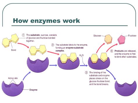 PPT - Revision lesson on enzymes PowerPoint Presentation, free download - ID:5614971