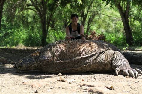 Komodo Dragon Island - One of the Seven Wonders of Nature