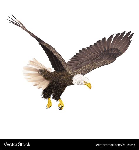 Bald eagle isolated on white background Royalty Free Vector