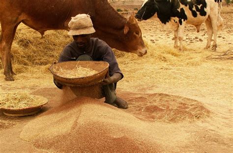 History of Teff | Flouracademy