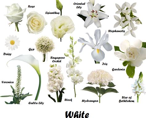 White Flowers Names Malayalam