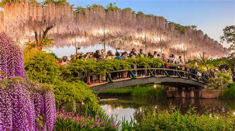 May's Nature Spotlight: Dazzling Wisteria, Fuji no Hana - dreamerbyday