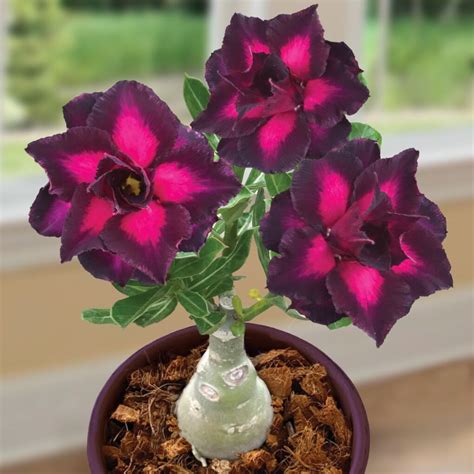 Desert Rose ‘Purple Plum’ (Adenium hybrid) | Adenium, Desert rose, Beautiful rose flowers