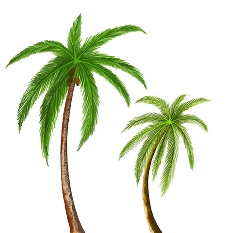 Coconut Tree Hd Images Free - Infoupdate.org