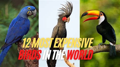 12 Most Expensive Birds in the World - Beautiful and Colourful Pet Bird - YouTube