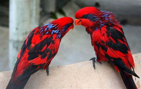 the blue streaked lory : pics