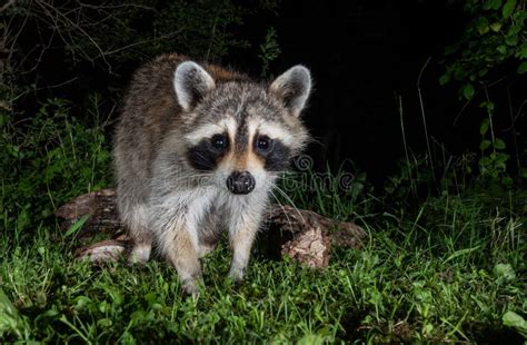 Raccoon at Night stock photo. Image of boulder, mountains - 122160638