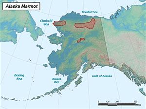 Alaska Marmot of Alaska - Alaska.Guide