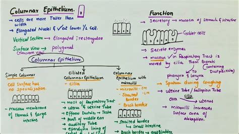 Simple Columnar Epithelium | Location | Function | Types - YouTube