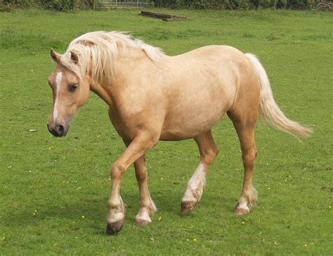 Welsh mountain pony palomino mare | Horses & Ponies I | Pinterest | Palomino, Welsh and Pony