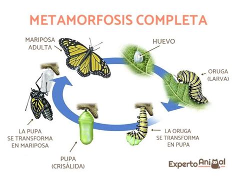 Animales que sufren la metamorfosis en su desarrollo