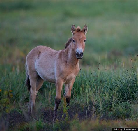 Takhi, the wild horse, also known as Przewalski’s horse at Hustai National Park. This is partly ...