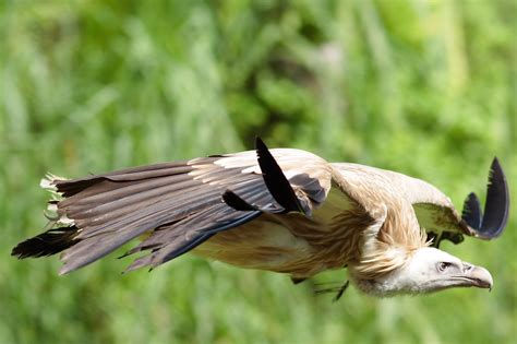 HimalayanGriffonVulture3.JPG (JPEG Image, 2369 × 1579 pixels) - Scaled (55%) | Birder, Animals ...