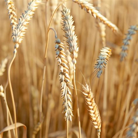 Premium Photo | Wheat harvest