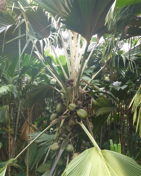 Double coconut: The largest seed in the world | Kew