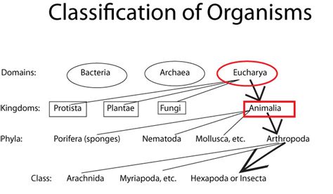 Weekend Science Fun: Classification of Organisms – Growing With Science Blog