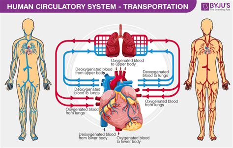 Circulatory System Diagram | Human circulatory system, Circulatory system, Circulatory system ...