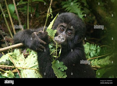 Baby Gorilla Playing Stock Photo - Alamy